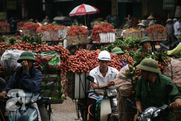 vải lục ngạn